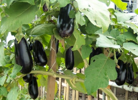 تصویر 3 از قیمت خرید بادمجان قلمی صادراتی + فروش ویژه